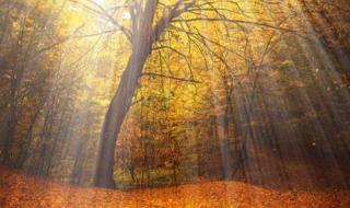 别人给你一点阳光你就灿烂下一句是什么 给你点阳光你就灿烂