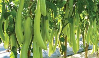 绿皮茄子是哪里产的