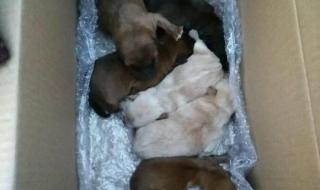 《小狗学叫》设计了三种结局,请写一写你比较喜欢哪种结局,为什么 小狗学叫的真正结局