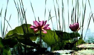 心似莲花开诗句 心是莲花开