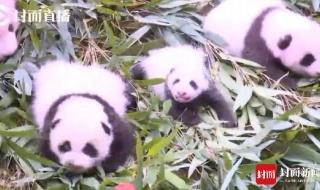 大熊猫每年幼崽出生数量 3只新生熊猫幼仔亮相