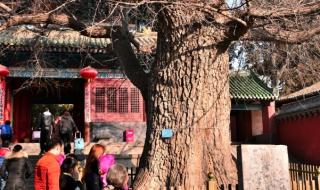 嵩山少林寺旅游