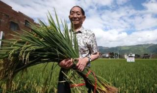 沙漠地种出万亩水稻是真的吗 沙漠种植水稻成功